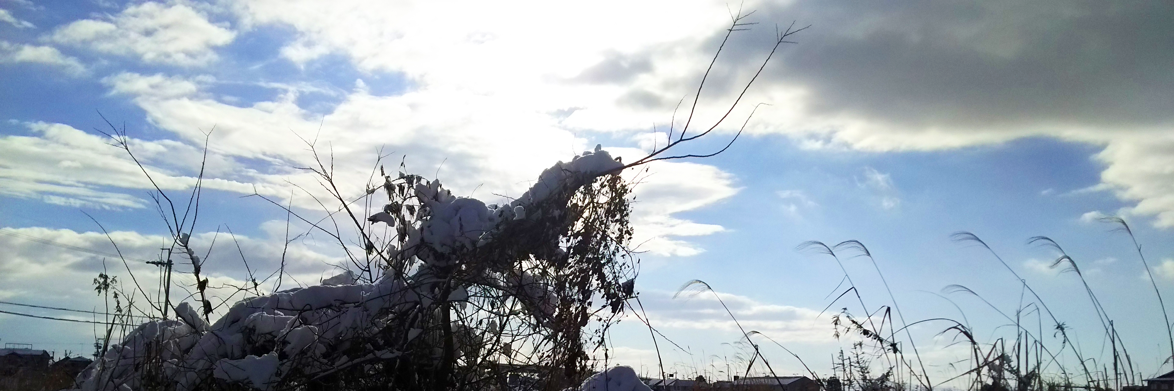 植物と青空