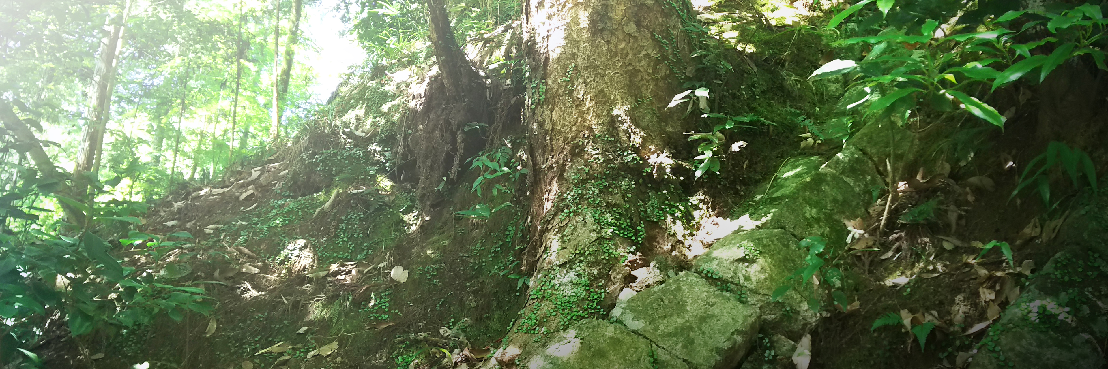 強い傾斜の山道